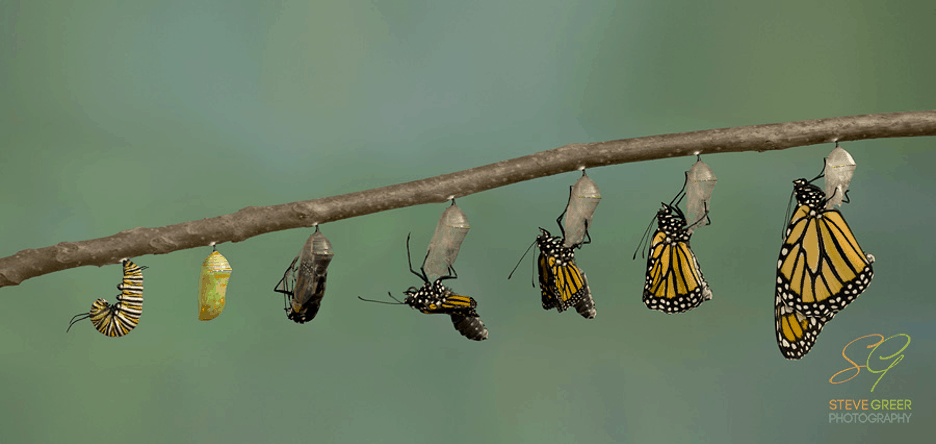 Disruptive Transformation: What Caterpillars Can Teach Us about Cybersecurity in the Pandemic-Era